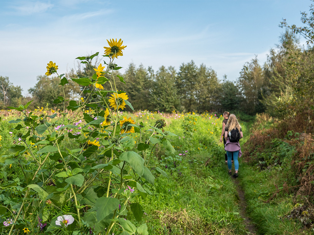 Wandelen langs bloemenvelden