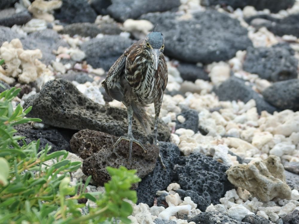 Kustvogel