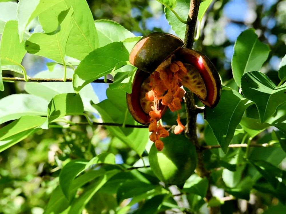 Fauna, giftige wilde appel