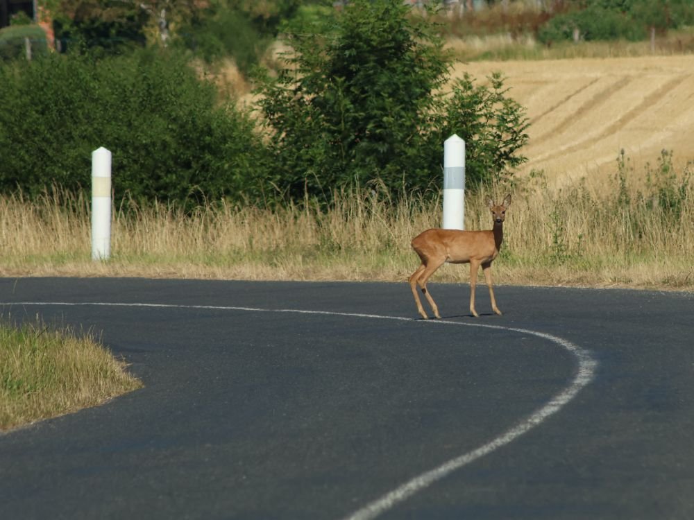 Wildlife