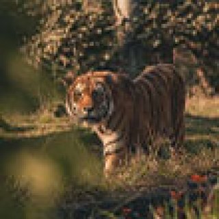 Afbeelding voor GetYourGuide - Excursie Sundarban