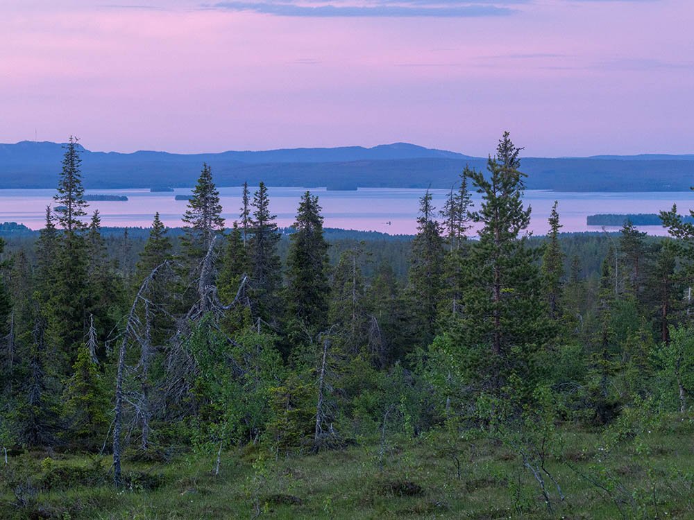 Riisitunturi in de zomer
