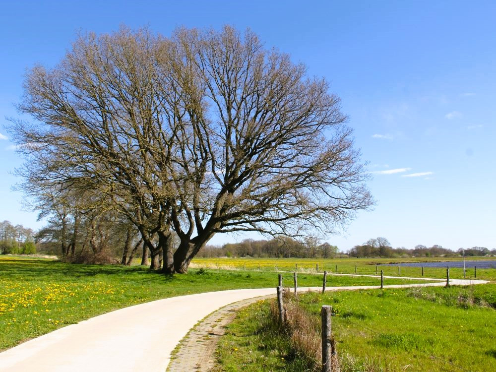 Fietspad in Rheeze