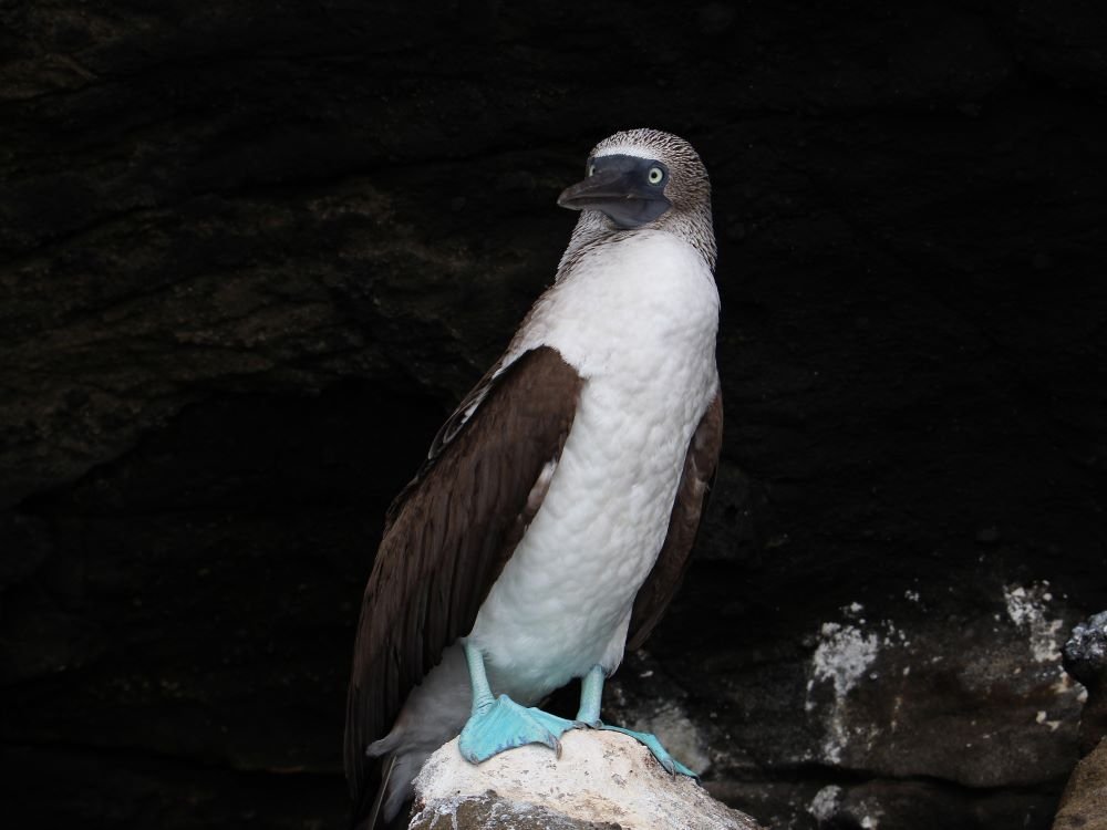 Blue footed booby