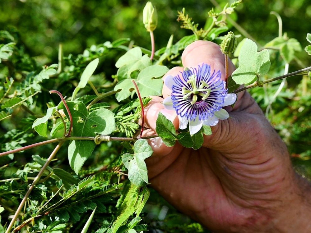 Wilde passiebloem