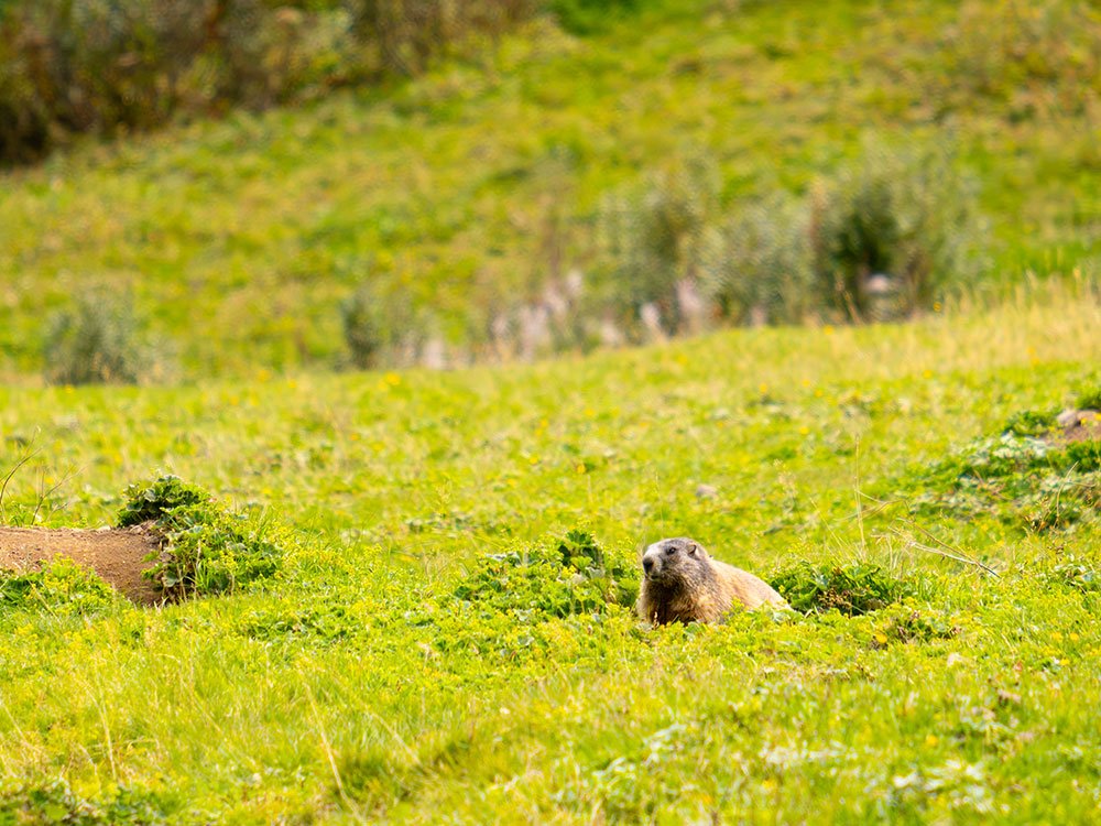 Marmot