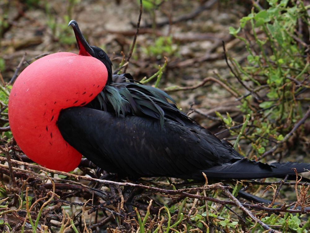 Fregatvogel