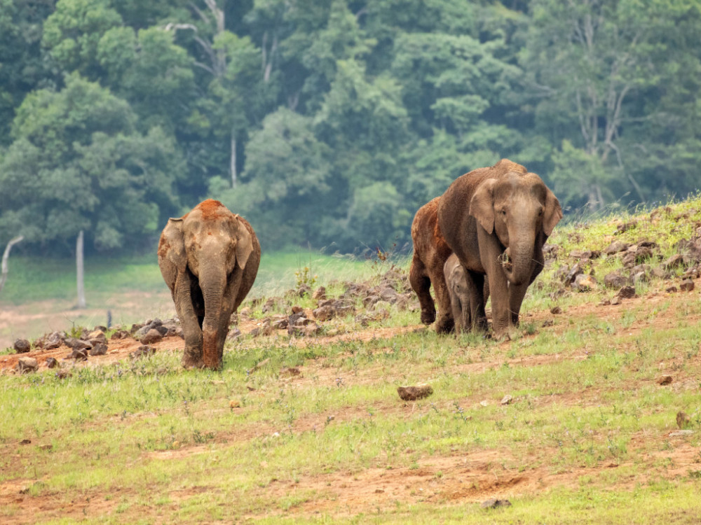 Olifanten in Periyar