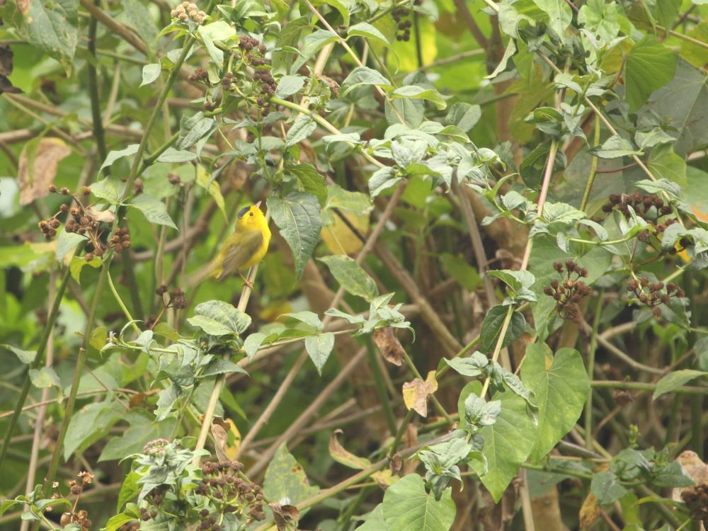 Geelborstvireo