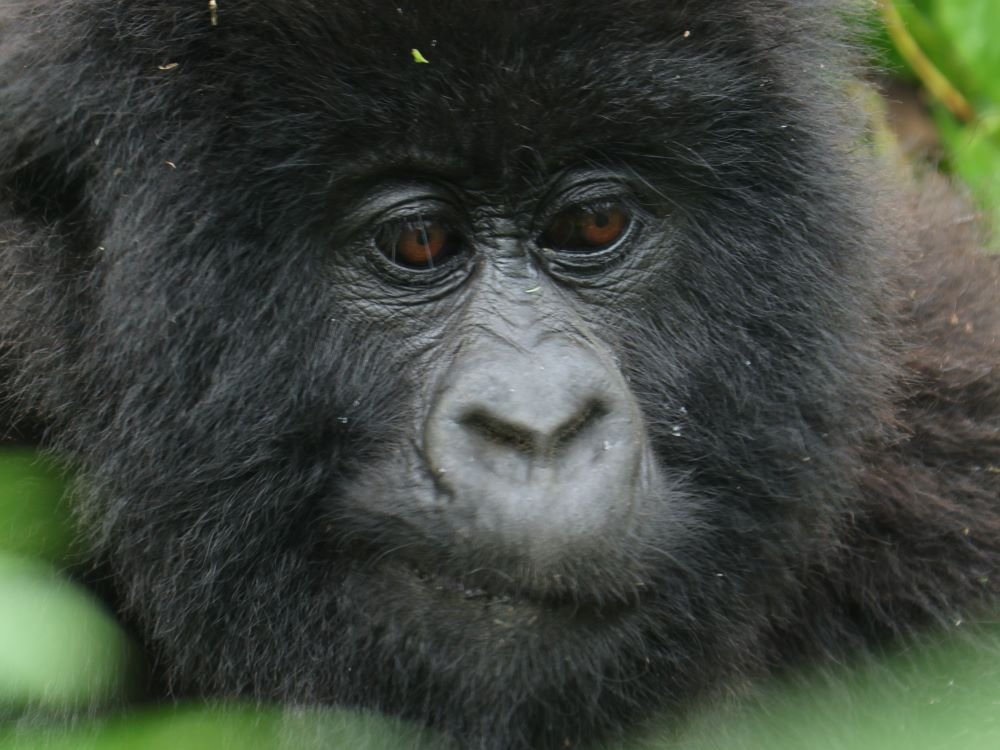Gorilla