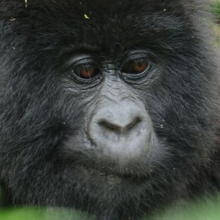 Afbeelding voor Volcanoes Nationaal Park in Rwanda