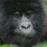 Afbeelding voor Volcanoes Nationaal Park in Rwanda