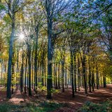 Afbeelding voor Bos vakantie