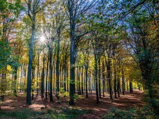 Afbeelding voor Bos vakantie