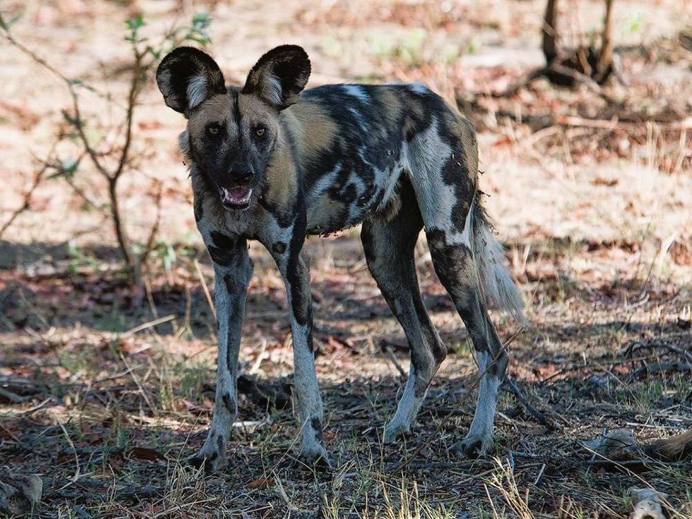 Afrikaanse wilde hond