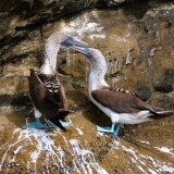 Afbeelding voor Dieren op de Galapagos eilanden