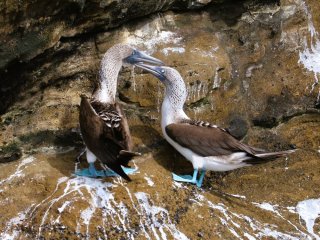 Afbeelding voor Dieren op de Galapagos eilanden
