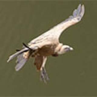 Afbeelding voor Goldcrest Nature Tours - Vogelreizen Europa