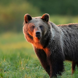 Afbeelding voor Better Places -  Wildlife reis Roemenië