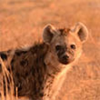 Afbeelding voor All for Nature Travel - Wildlife Zambia