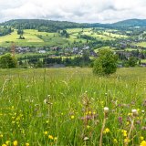 Afbeelding voor Zwarte Woud