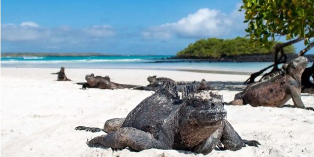 Afbeelding voor Travel Happiness Company - Latijns-Amerika specialist