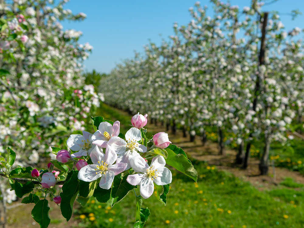 Fruitvallei bij Sint-Truiden