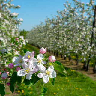 Afbeelding voor Fruitvallei