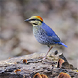 Afbeelding voor BirdingBreaks - Vogelreis Thailand