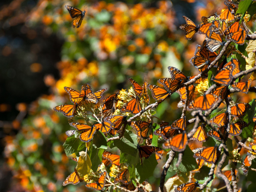 Monarchvlinders Mexico
