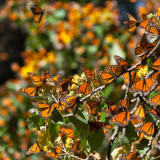 Afbeelding voor Monarchvlinder migratie in Mexico