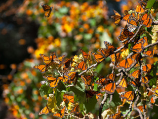 Afbeelding voor Monarchvlinder migratie in Mexico
