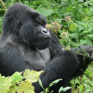 Afbeelding voor Rwanda