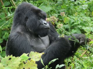Afbeelding voor Rwanda
