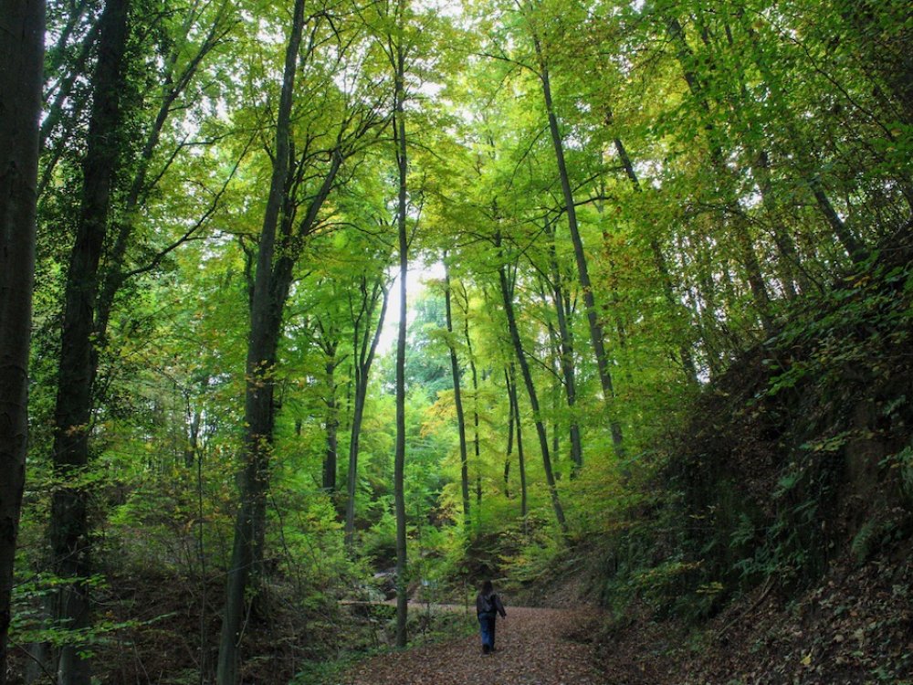 Prachtig wandelroute in het bos