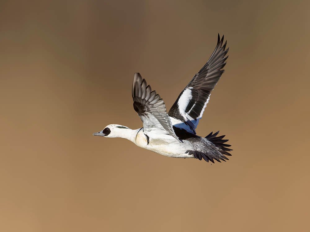 Nonnetje in Polder Arkemheen