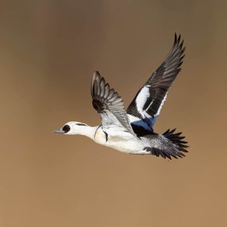 Afbeelding voor Natuur bij Nijkerk