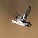 Afbeelding voor Natuur bij Nijkerk