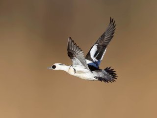 Afbeelding voor Natuur bij Nijkerk
