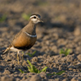 Afbeelding voor BirdingBreaks - Vogelreizen naar Texel