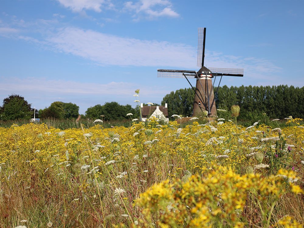 Landschap Van Gogh NP