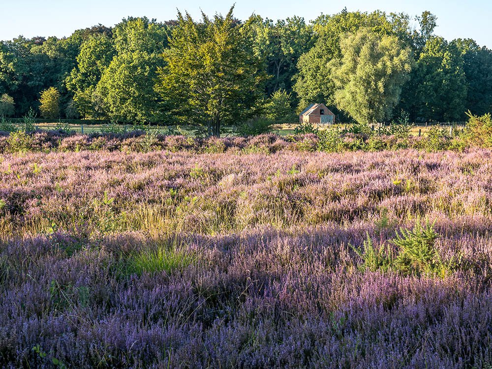 Heide naast Parking Krakeel