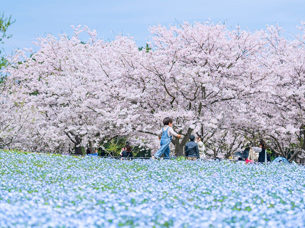 Reizen met kinderen in Japan