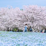 Afbeelding voor Reizen met kinderen in Japan