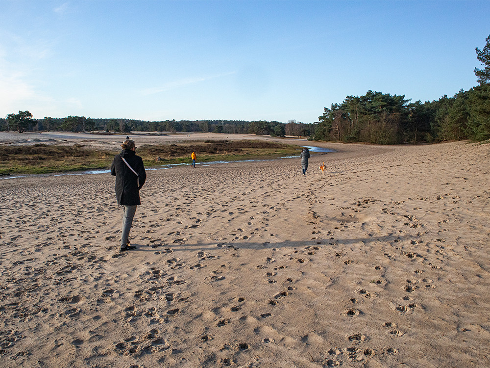 Soesterduinen met hond