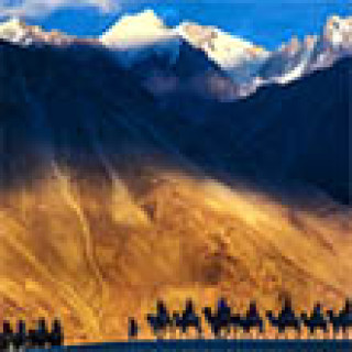 Afbeelding voor Koning Aap - Ladakh (nieuw!)