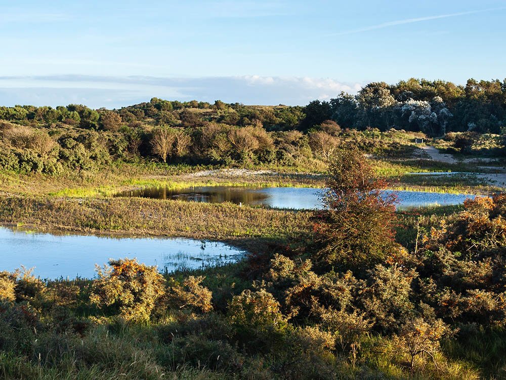 Nationaal Park Hollandse Duinen