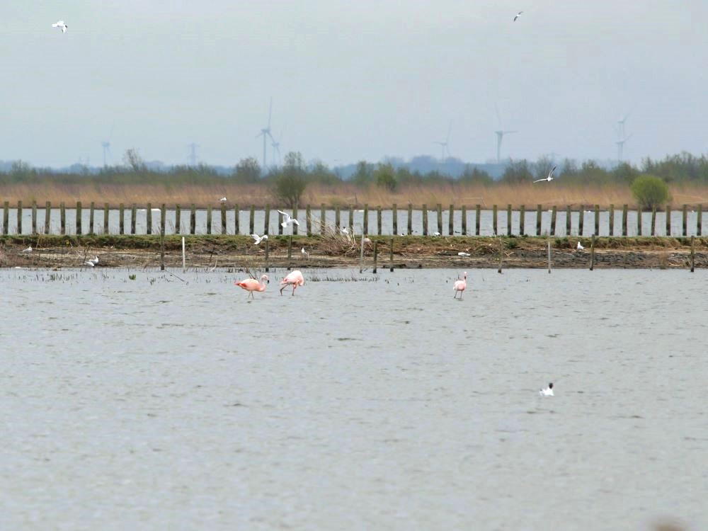 Flamingo's Marker Wadden