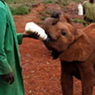 Afbeelding voor Afrika Safari - Baby olifantjes opvang