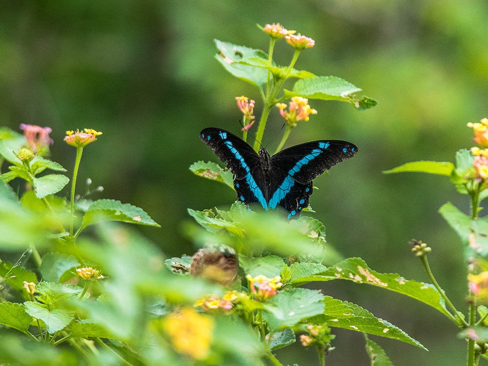 Vlinders spotten